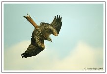 red-kite,-negative_filtered.jpg