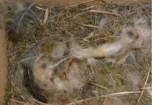 blue tit nest with eggs 2 - to post - april 2003.jpg