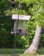 rose-breasted grosbeak.jpg