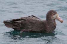 Northern Giant Petrel 05.jpg