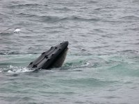020728 humpback whale 0315.jpg