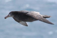 Northern Giant Petrel 07.jpg