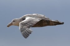 Southern Giant Petrel 05.jpg