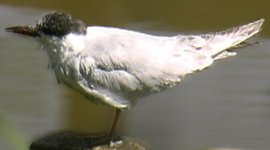 sterna_hirundo.jpg