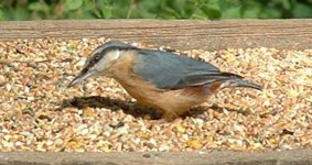 nuthatch.jpg