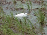 cattle egret 2.JPG