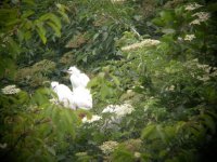 Young Little Egrets.JPG