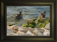 Ducks in frame 2.jpg