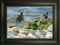 Ducks in frame 2 (2).jpg