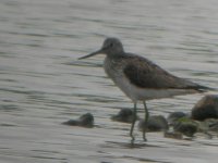 BF Greenshank 1.JPG