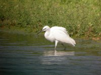 BF Little Egret 1.JPG