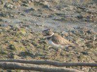 BF Little Ringed Plover 1.JPG