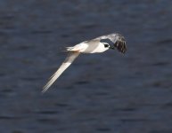 least-tern2u.jpg