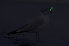 seagullatnight.jpg