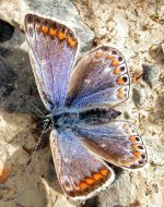 common blue balmers june 06.jpg