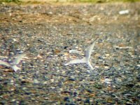 little terns baltray 300606.JPG