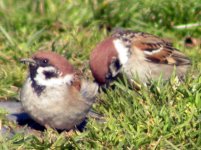 tree sparrow whitestown 31 may 06.jpg