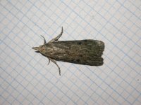 Poss Bee Moth 7645.jpg