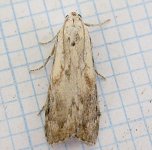 poss Bee Moth 7843.jpg