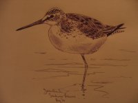 00greenshank.jpg