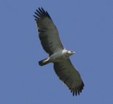 Imm. Martial Eagle 2.jpg