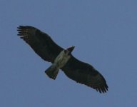 Adult Martial Eagle 2.jpg