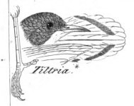 Plate LVIII, Tiltria, detail .jpg