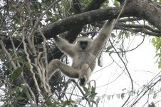 Pileated Gibbon.jpg