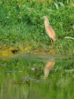 2015.05.12 Squacco Heron.jpg