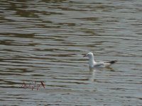 2015.05.12 Slender-billed Gull.JPG