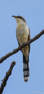 200 Mangrove Cuckoo 4-11-2015.jpg