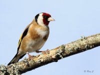 goldfinch01.jpg