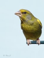 greenfinch1.jpg