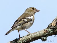 chaffinch1.jpg