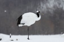 Red-crowned Crane jap 6.jpg