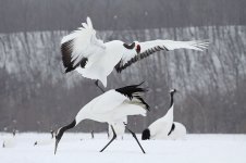 Dancing Crane jap 1.jpg