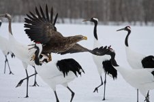 White-tailed Eagle jap 1.jpg