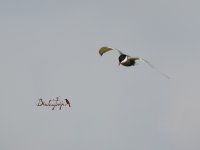 2015.04.10 Whiskered Tern.JPG