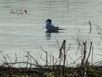 2015.04.10 Gull-billed Tern.JPG