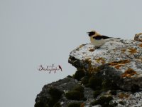 2015.04.10 Black-eared Wheatear.JPG