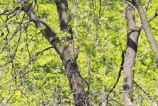 Rufous-bellied Woodpecker.jpg