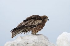 Black-eared Kite (perched) jap 2.jpg