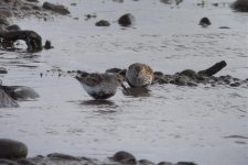 Dunlin.jpg