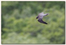 peregrine falcon falco peregrinus 7.jpg