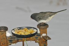 IMGP9975_junco.jpg