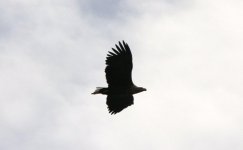 white-tailed eagles 011.jpg