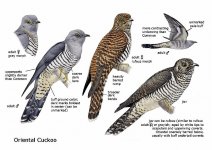 4OrientalCuckoo1web.jpg