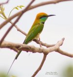 Green-bee-eater-April-24th-2015---Small.jpg