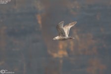 Gull,Glaucous_winged_001.jpg