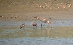 Black-tailed Godwit and Curlew Sandpiper.jpg